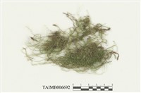 藏品(新船葉苔屬)的圖片